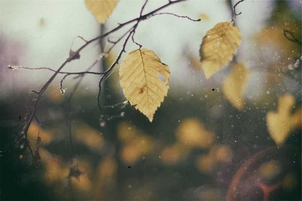 Зоотовары